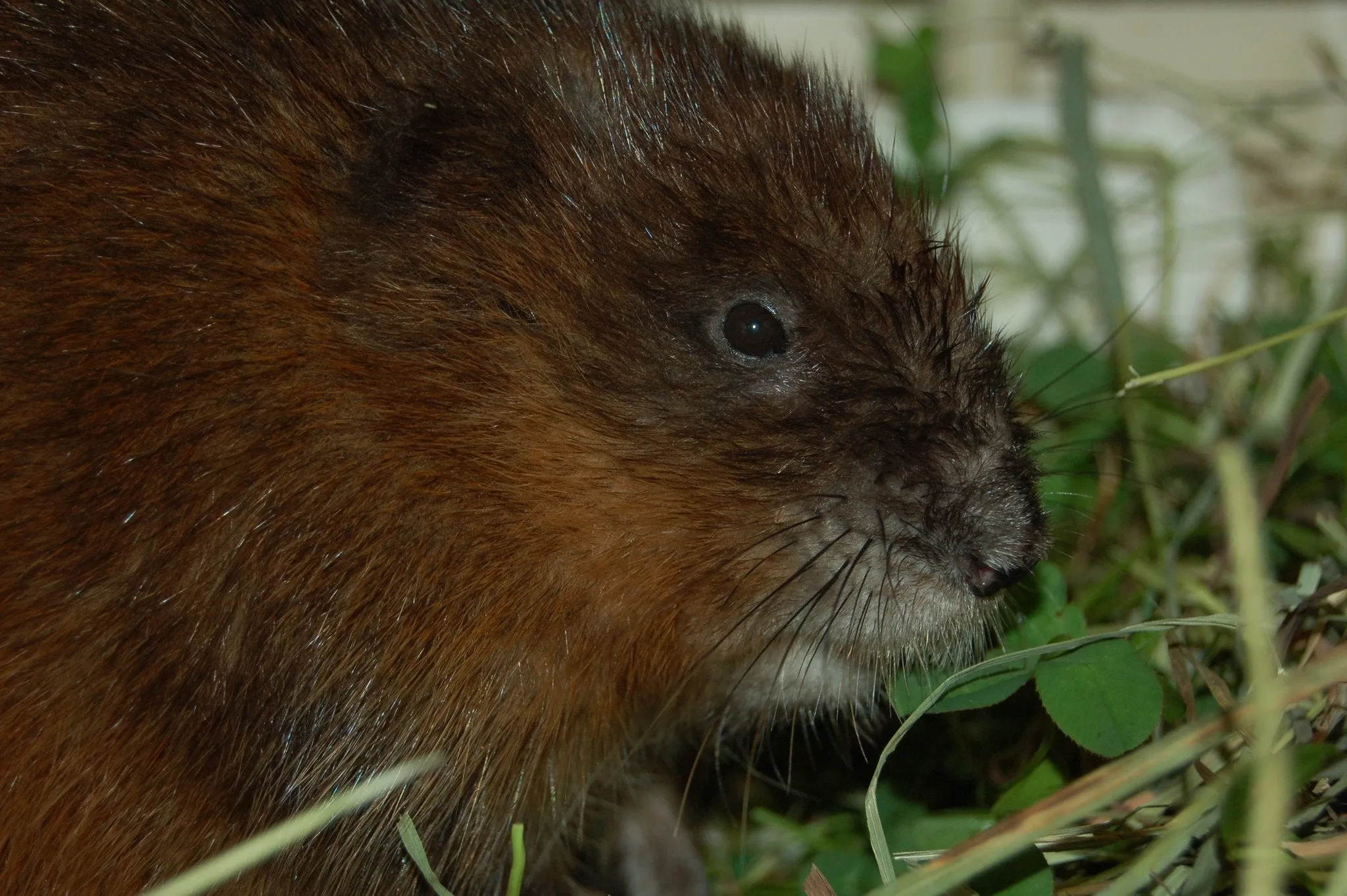 Indoor Mammal Ward - Wild ARC