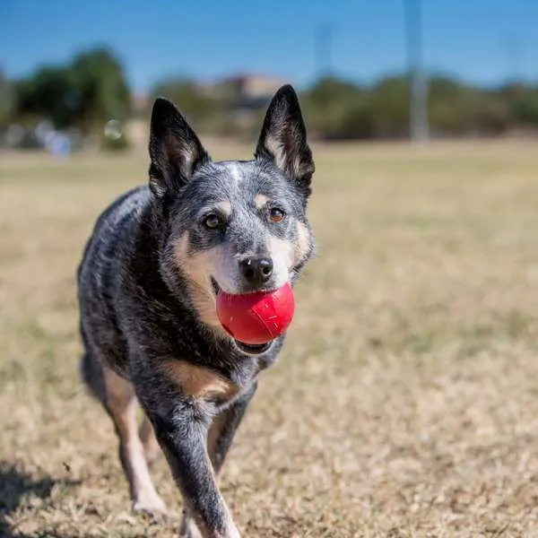 KONG Ball Red