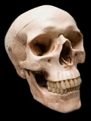 "Life-Size Skull - Aged 2nd Class" Halloween Prop