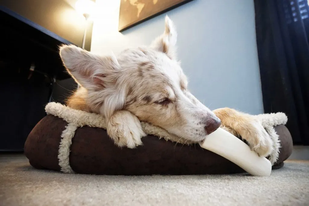 Redbarn Small Beef Filled Bone For Dogs