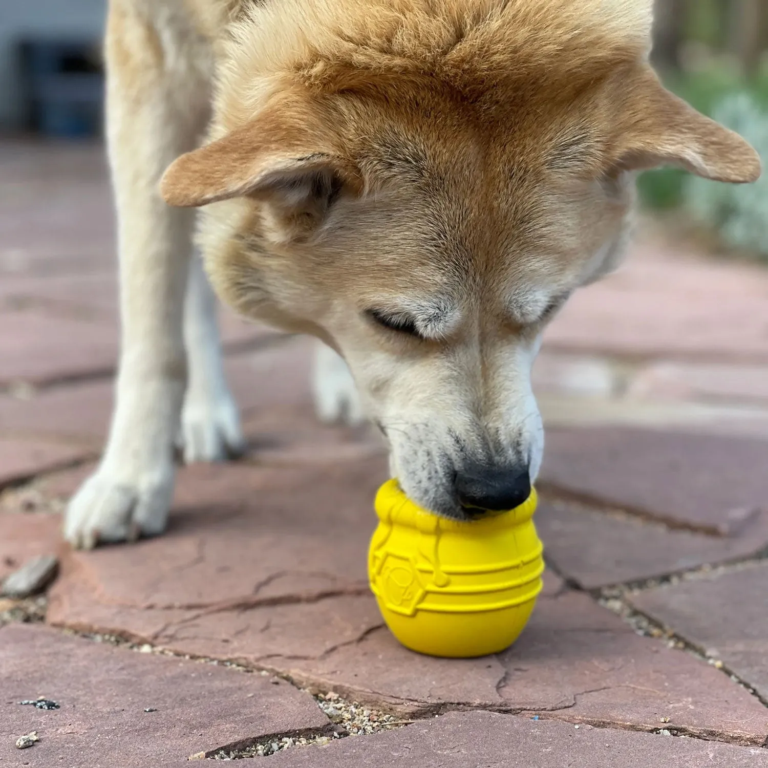 SodaPup Honey Pot Durable Rubber Treat Dispenser