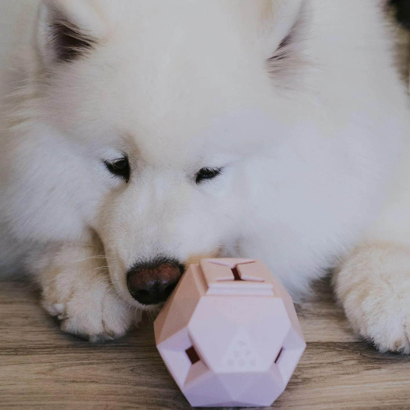 The Odin Dog Treat Puzzle Toy